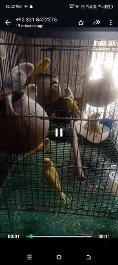Australian parrot with cage and cage