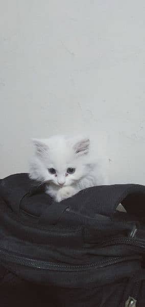 Persian Kitten For Sale 1