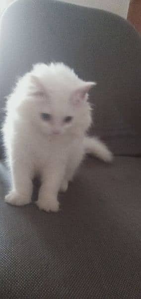Persian Kitten For Sale 2