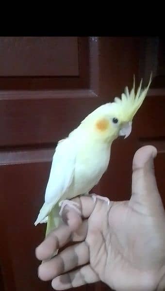 Cockatiel hand tame/ Cockatiel hand raised for sale/ Cocktail for sale 0