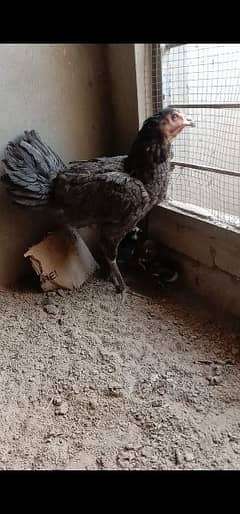 pure Thai hen for sale with 4 chicks WhatsApp 03213236085 0