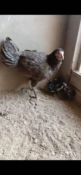 pure Thai hen for sale with 4 chicks WhatsApp 03213236085 3