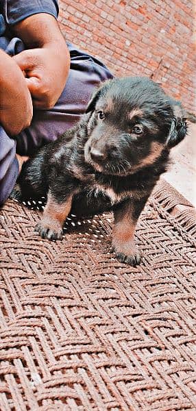 German shepherd stock coat puppies for sale 2