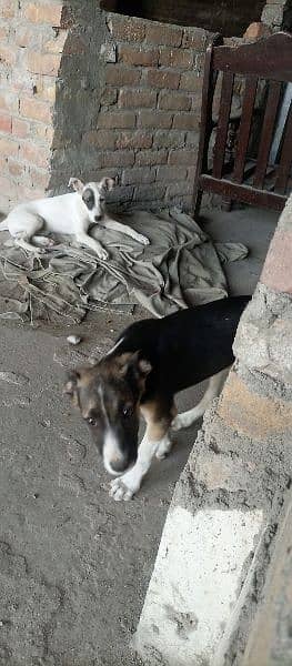 Gultair 2 dogs male and female 5