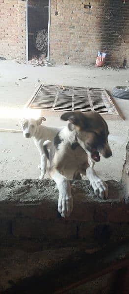 Gultair 2 dogs male and female 17