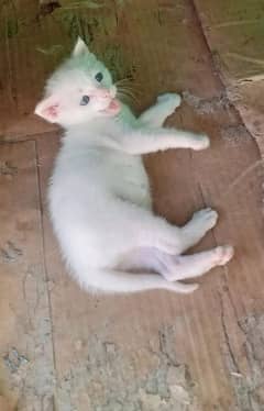 Pure White persian kitten for sale!