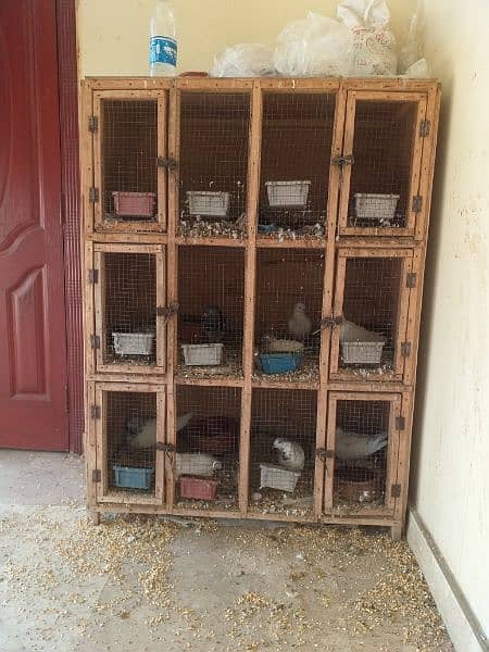 19 pairs  All breeder's  pairs with baby chicks 14