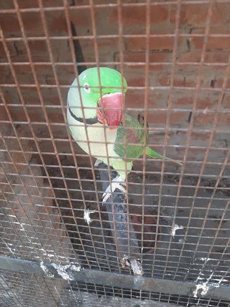 Alexander parrot 3