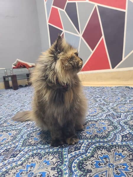 Persian female cat for sale 2