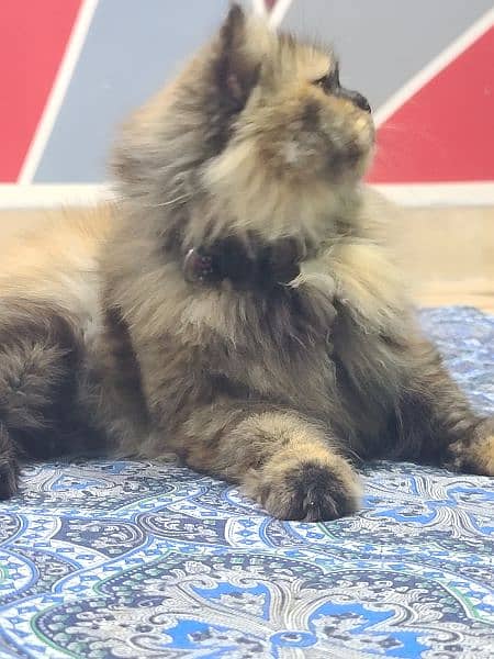 Persian female cat for sale 3