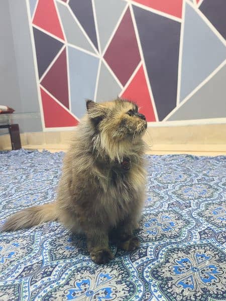 Persian female cat for sale 4
