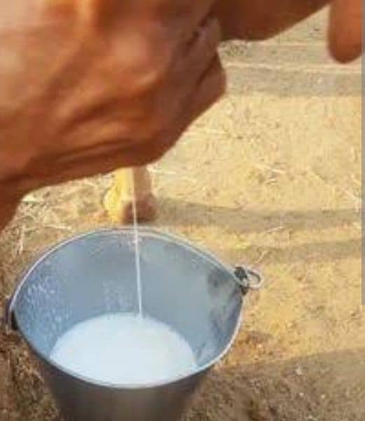 Milk in Sargodha 1