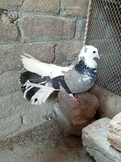 Lucky Pigeon + ghasi pigeon
