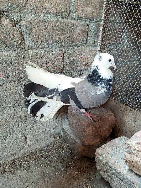 Lucky Pigeon + ghasi pigeon 0