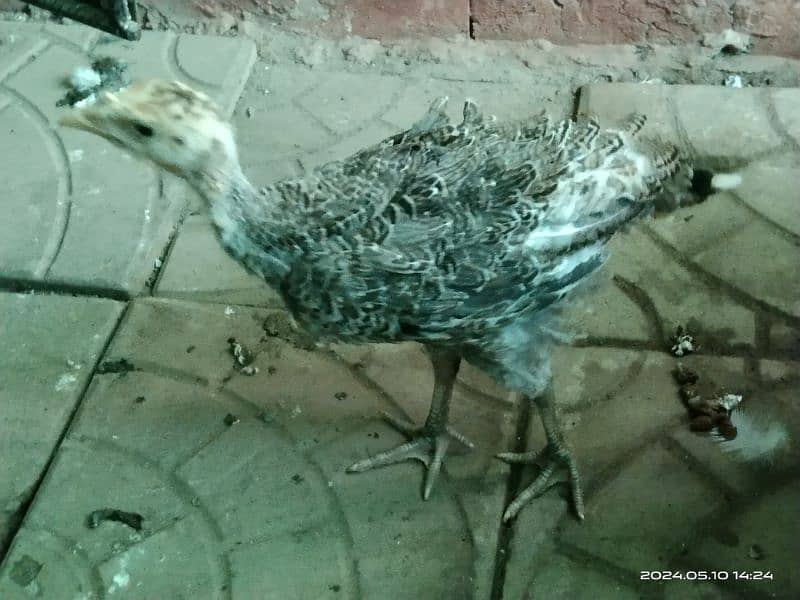 Female and Chick turkey for sale 2