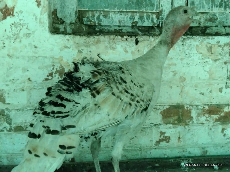 Female and Chick turkey for sale 4