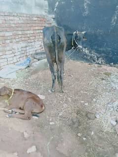 Cow for sale,
