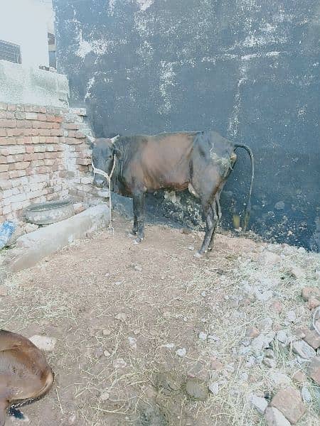 Cow for sale, 1