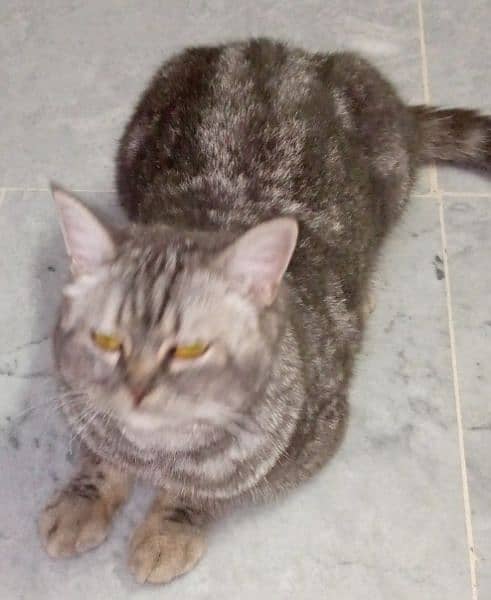Persian Female Cat 1