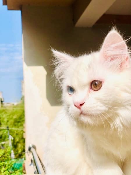 white persian cat 1