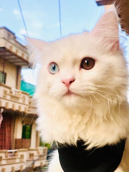 white persian cat 2