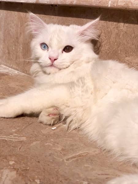 white persian cat 3