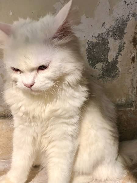 white persian cat 4