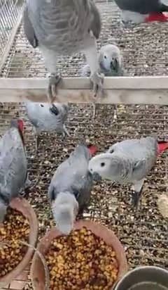 African grey parrot cheeks for sale 0336=044=60=68