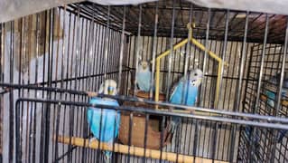 Prime Quality Budgies, adult breeder pair for sale.