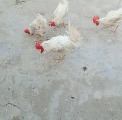 selling my rooster