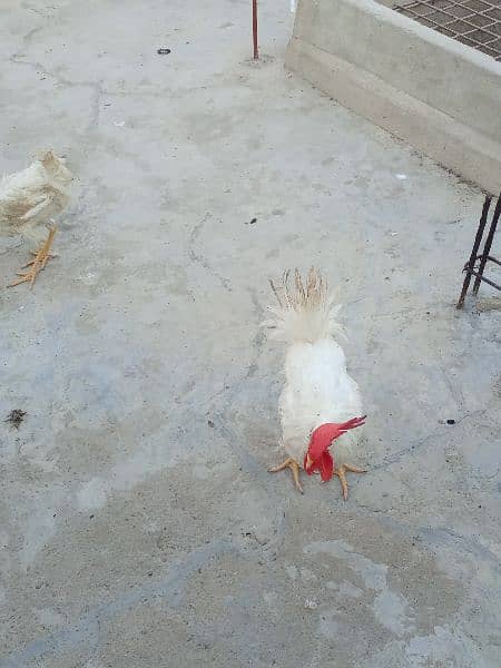 selling my rooster 3