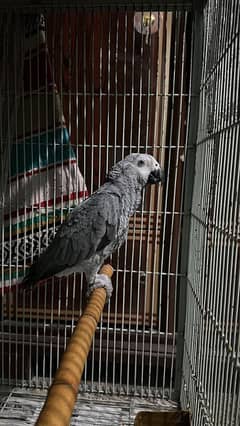 cango African Grey parrot
