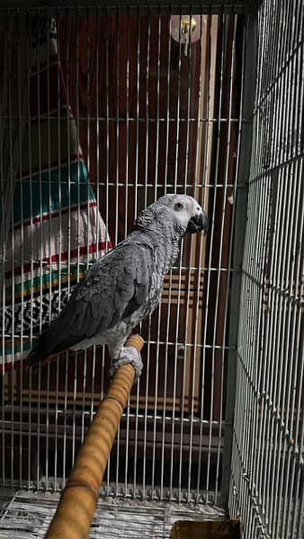 cango African Grey parrot 0