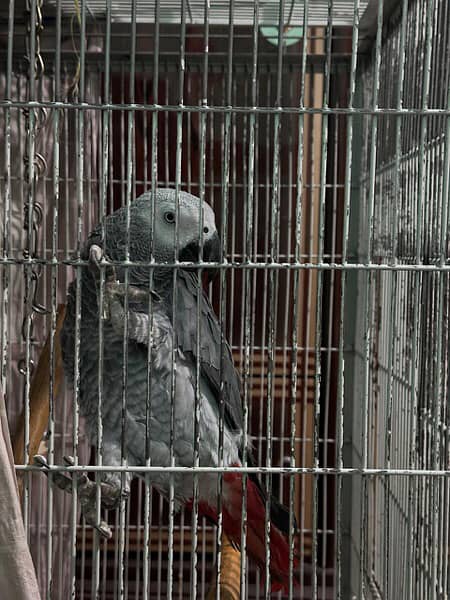 cango African Grey parrot 2