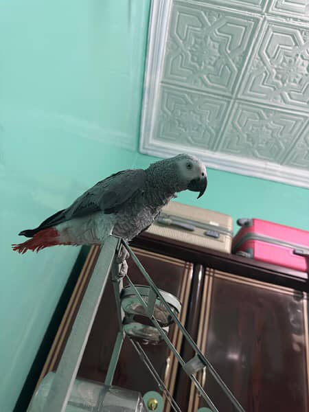 cango African Grey parrot 3