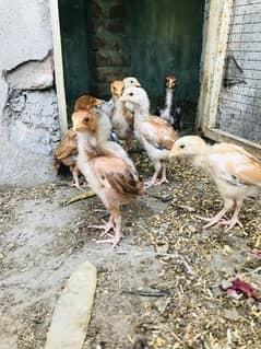 Aseel mushki chicks