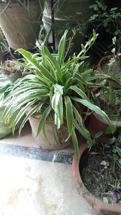 Home Plants for sale due to shifting