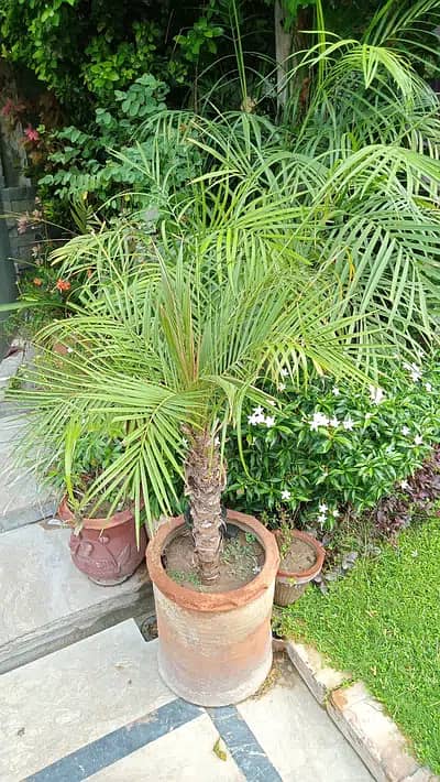 Home Plants for sale due to shifting 1