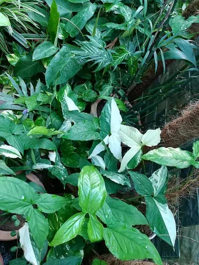 Home Plants for sale due to shifting 2