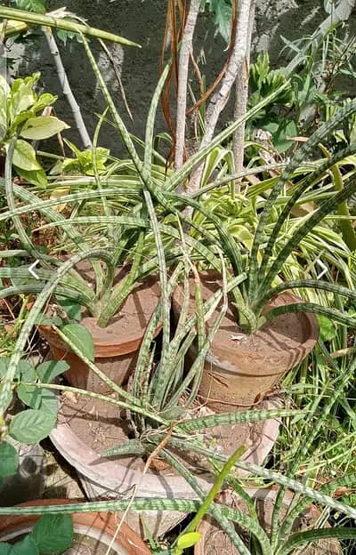 Home Plants for sale due to shifting 3