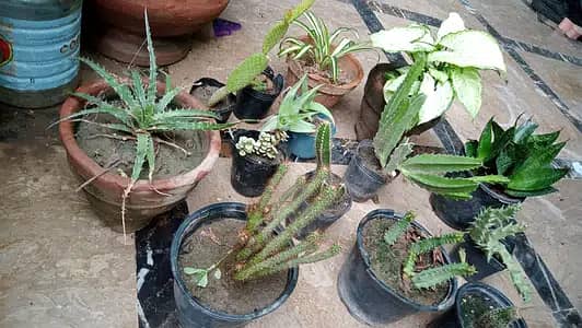 Home Plants for sale due to shifting 4