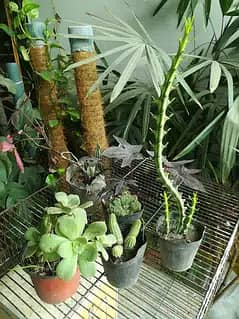 Home Plants for sale due to shifting 7