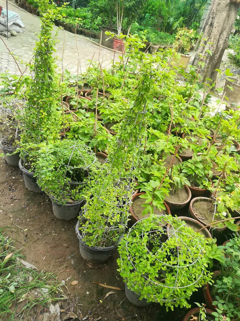 Home Plants for sale due to shifting 11