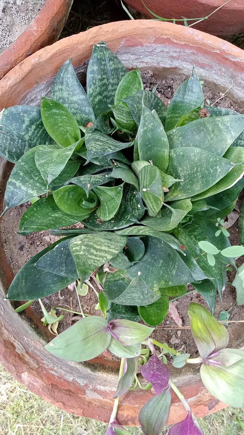 Home Plants for sale due to shifting 17