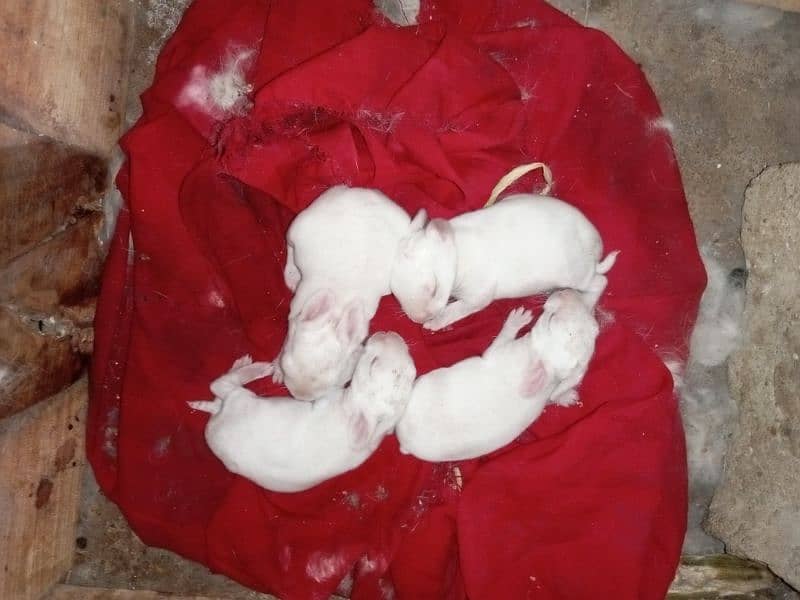 white red eye rabbit/khargosh bunnies 1