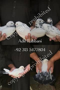 Pigeons (different breeds)