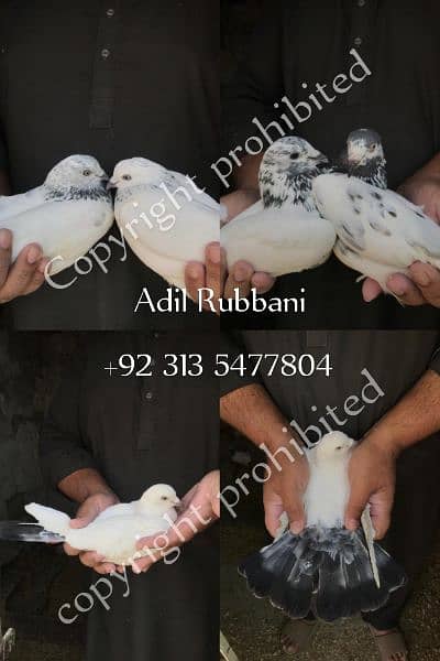 Pigeons (different breeds) 0