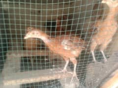 for sale All hens