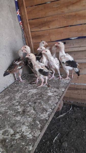 chicks for sale 4