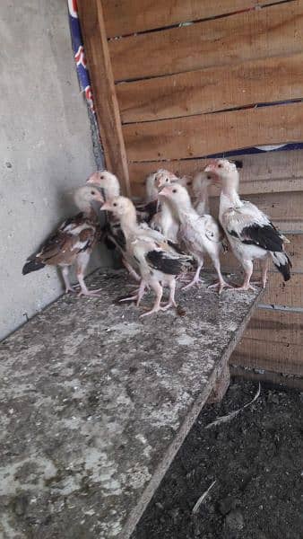 chicks for sale 5